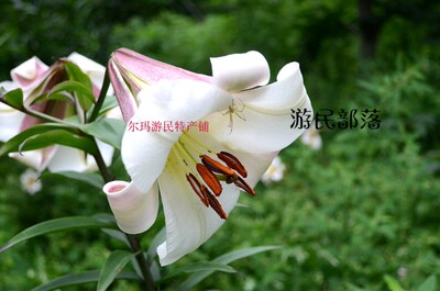 百合浓香型花卉盆栽包邮