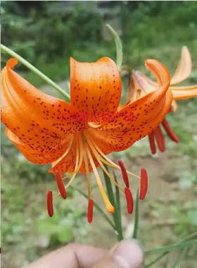 原生卷丹百合包邮盆栽花卉