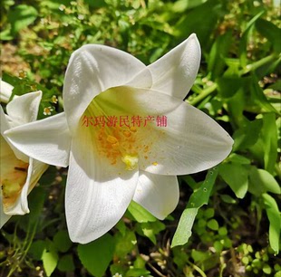 铁炮百合幽香型盆栽花满3球包邮