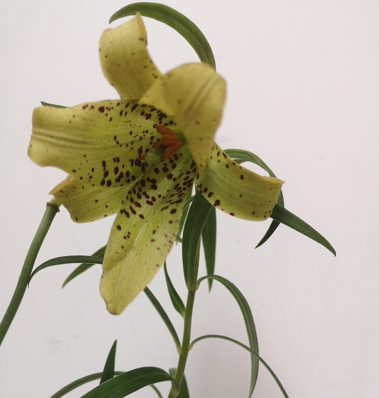 种植阳台滇白合包邮百合香
