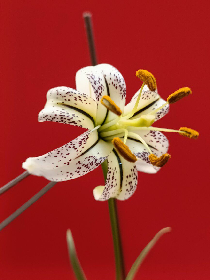 原生大理百合种球满3球包邮节日装扮用品