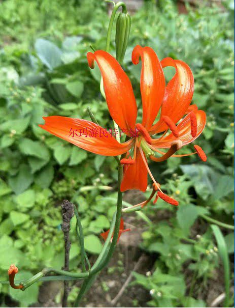 红花百合淡香型盆栽花卉满3球包邮