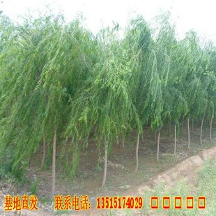 垂柳树苗速生竹柳苗黄金柳金丝垂柳苗垂柳小苗河边绿化树苗行道树