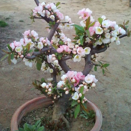 5年四季开花重瓣日本海棠花树苗盆景老桩花卉盆栽观花植物室内外