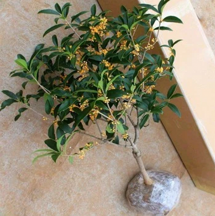 桂花树苗桂花小苗桂花籽播苗金桂树苗银桂树苗四季桂苗丹桂树苗