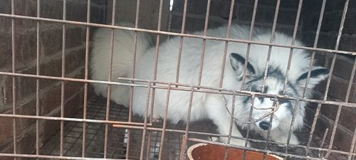 大理石狐（养殖非野生）萌宠