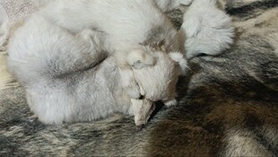 蓝狐围脖，真狐狸皮草