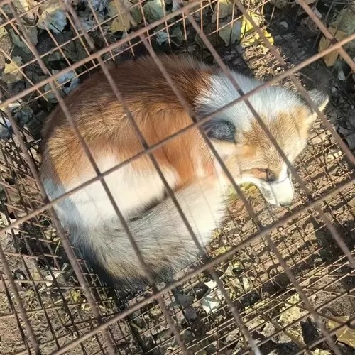 红白金狐狸（养殖非野生）狐狸中天花板，全国目前仅此一只，种公