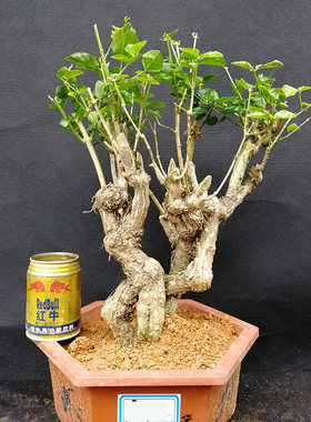 横县茉莉阳台花香一物一拍