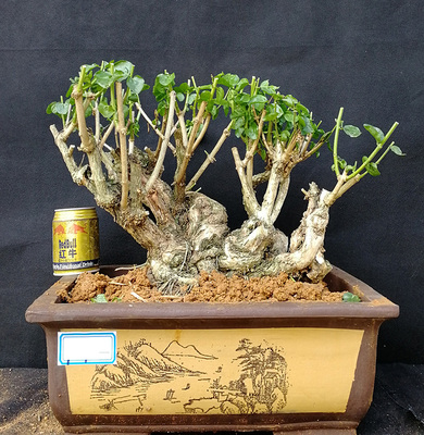 一物一拍茉莉花老桩盆栽