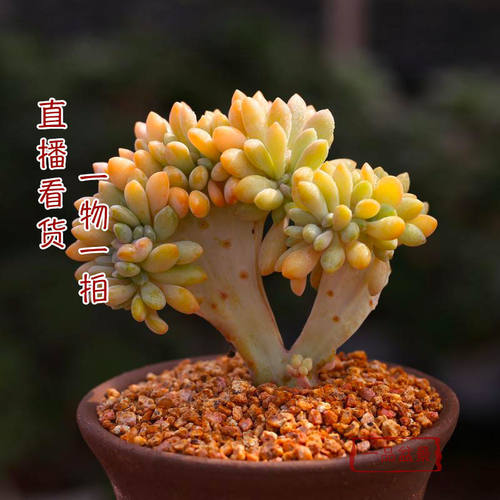 购买多肉植物价格 购买多肉植物图片 星期三