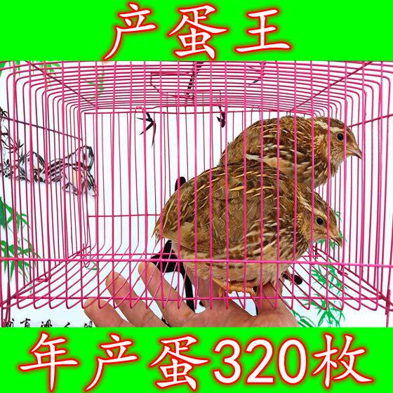 特价8元一只黄羽产蛋青年鹌鹑活体产蛋鸟宠物鸟6只包邮 江浙沪量