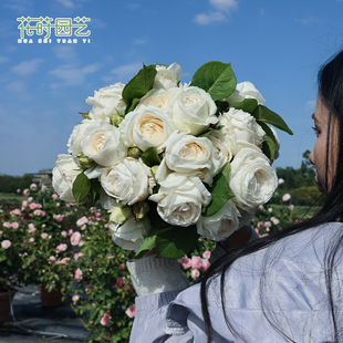 花莳园艺【伊芙婚礼之路】大花浓香月季伊芙白色玫瑰花盆栽阳台