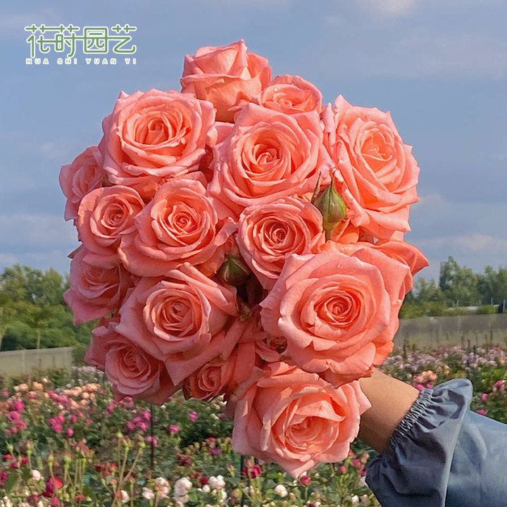 花莳园艺 7加扦插月季婚礼阳台露台地栽庭院盆栽花卉绿植多季开