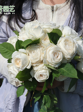 花莳园艺 【月季裸根】地栽庭院植物灌木爬藤 月季超高修剪发货