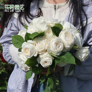 花莳园艺 【月季裸根】地栽庭院植物灌木爬藤 月季超高修剪发货