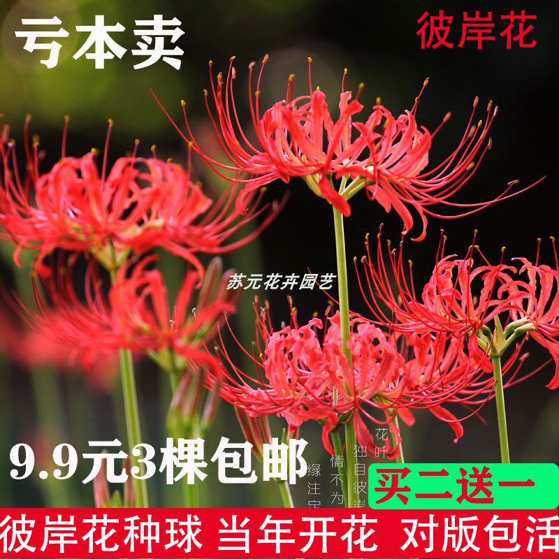 石蒜彼岸花曼珠沙华种子种子红花幻景石蒜大种球室内外四季易活