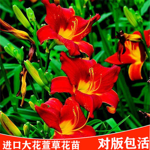 绿化大花萱草忘忧草宿根耐寒金娃娃花苗地被庭院阳台盆栽花卉