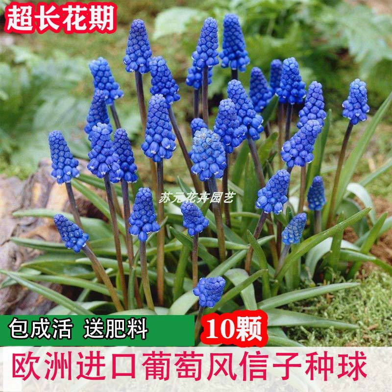 进口葡萄风信子种球土培水培植物盆栽室内庭院阳台多年生耐寒花卉