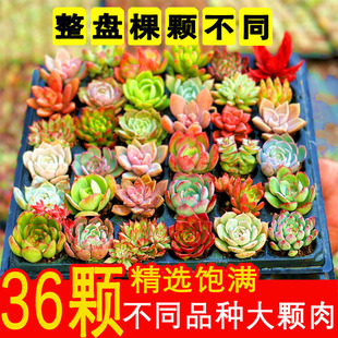 多肉植物组合盆栽新手好养精品肉肉套装 办公室花卉小盆栽懒人植物