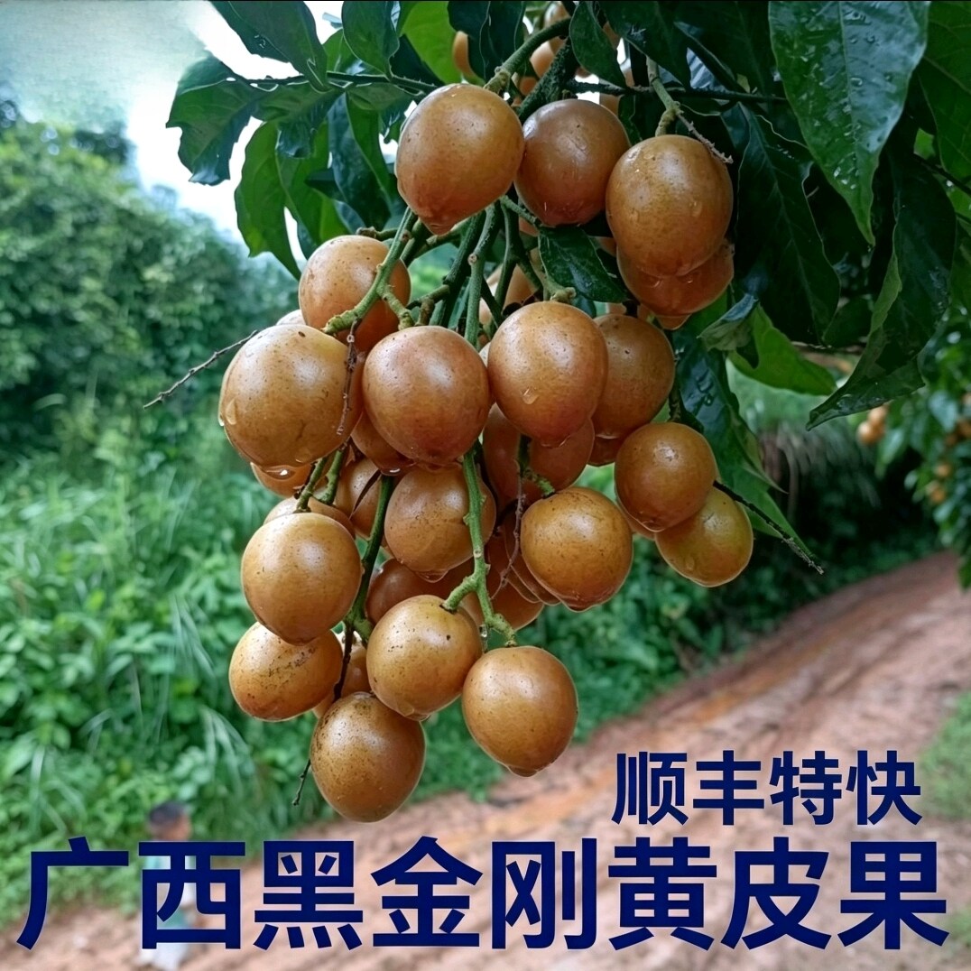 黑金刚黄皮果广西顺丰空运