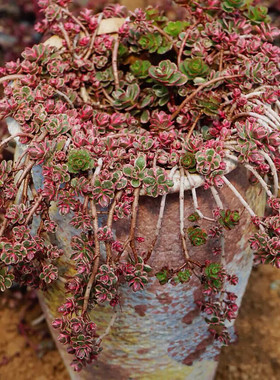 【老桩多头群生】多肉植物盆栽罗西玛胭脂云冰梅月影雨滴小球玫瑰