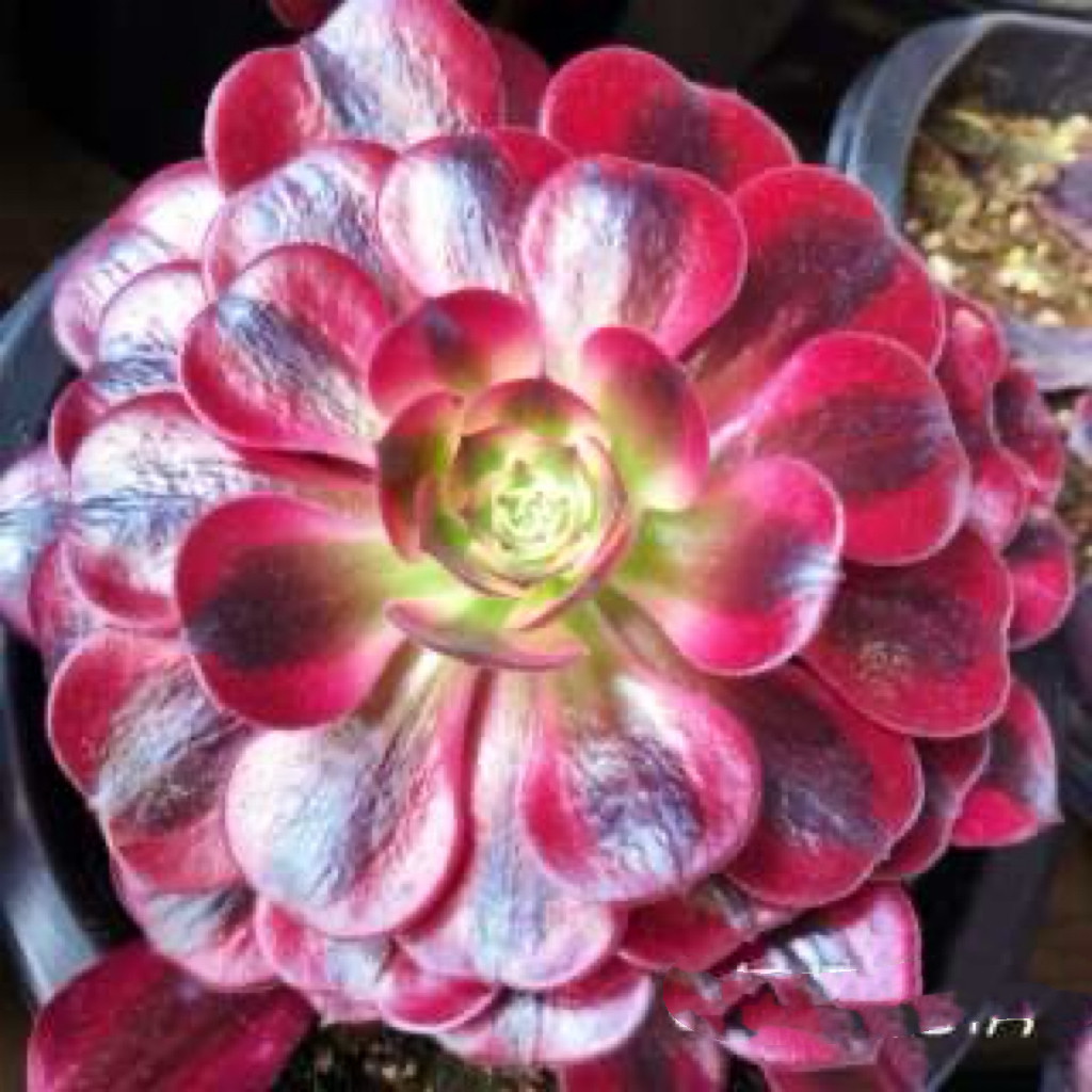 美杜莎法师多肉植物三仙法师水墨多肉植物