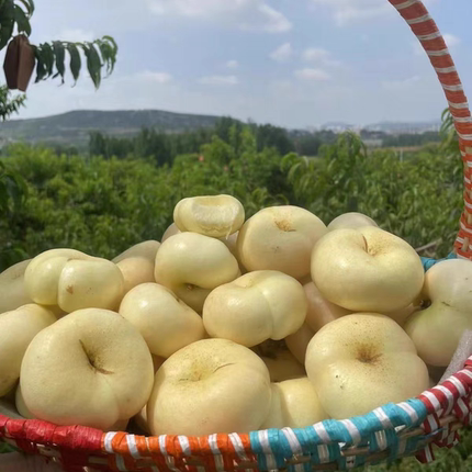 现货沂蒙山奶油蟠桃 蜜糖炸弹 果园直发 现摘现发包邮