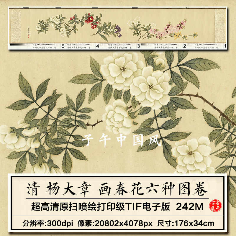 杨大章画春花六种图卷清朝古代工笔花卉临摹打印高清电子图片素材
