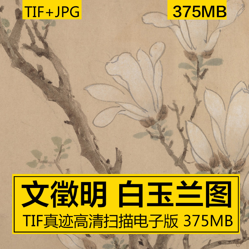 白玉兰图卷 文徵明 花卉水墨国画书法美术参考 高清电子图片素材