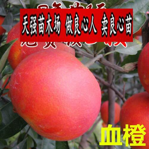 血橙苗嫁接血橙树苗南方种植