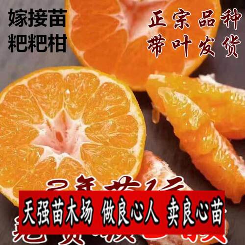嫁接丑桔树苗南北方种植地栽