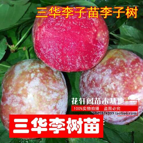 三华李子树苗嫁接晚熟脱骨清脆