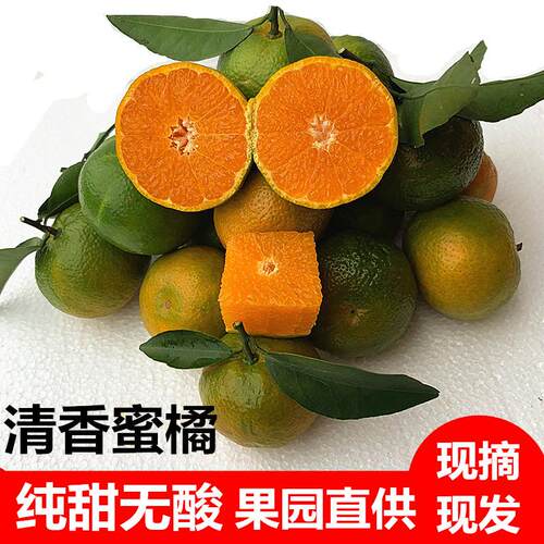 清香蜜橘树苗嫁接橘子树苗