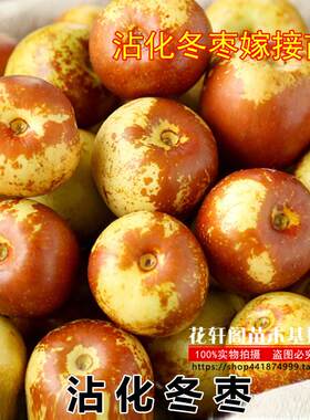 当年结果南方北方种植枣树树苗