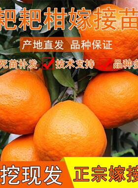 耙耙柑树苗丑橘树苗嫁接柑橘