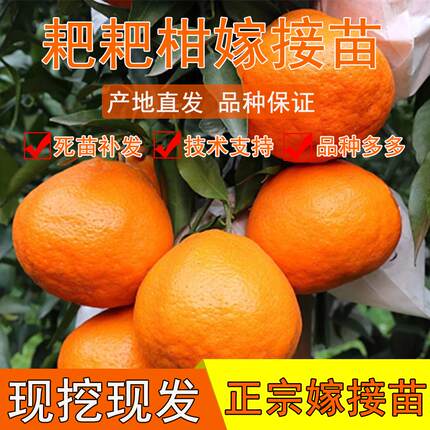 春见苗 耙耙柑树苗 春见树苗 嫁接柑桔苗 四川嫁接春见柑橘树苗