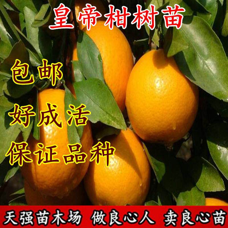 皇帝柑树苗柑橘苗果树苗皇帝柑苗贡柑砂糖橘桔苗当年结果包邮