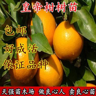 嫁接红美人柑橘苗早熟桔子树苗