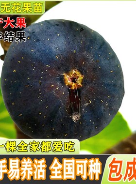 渴望无花果树苗紫色糖心无花果苗耐寒庭院南北方盆栽地栽当年结果