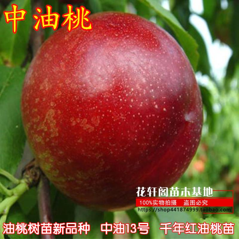 油桃树苗新品种中油13号千年红