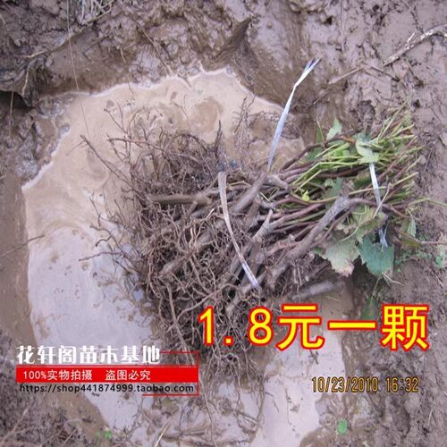 葡萄苗果树嫁接苗当年结果