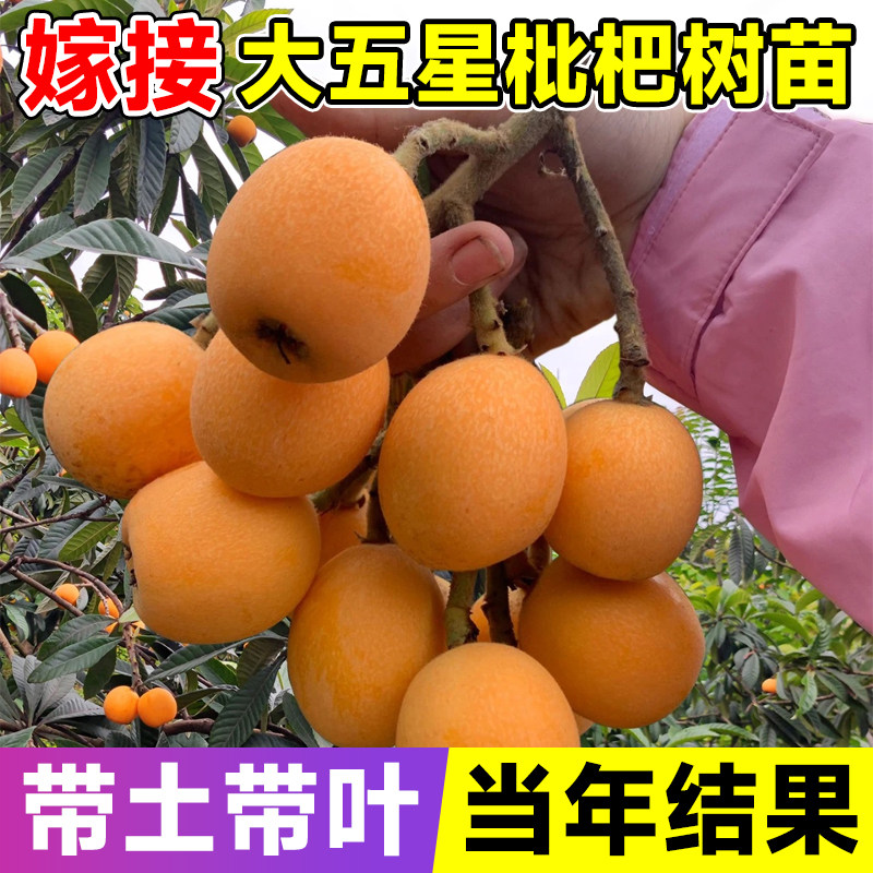 大五星枇杷苗树无核琵琶果树苗嫁接苗盆栽南方水果树果苗大果种植图片