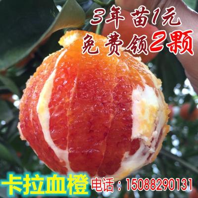 橙子树篓嫁接盆栽柚子