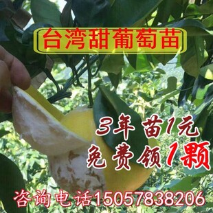 台湾甜葡萄柚苗 黄心柚苗 鸡尾葡萄柚苗 黄金葡萄柚嫁接果树苗