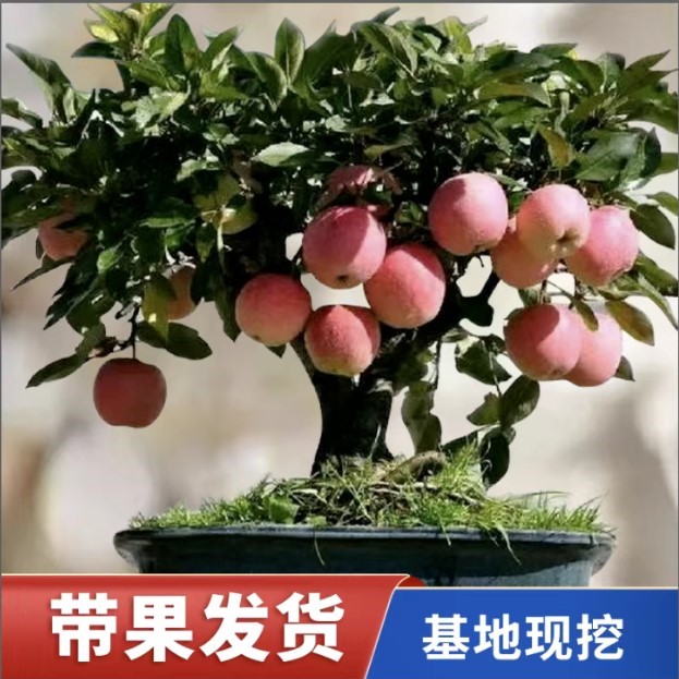 矮化盆栽苹果树当年结果南北方阳台庭院种植苹果树苗四季好养带果
