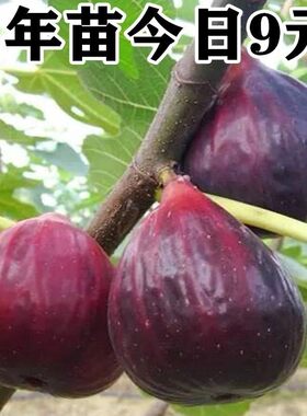 无花果苗特大波姬红南方北方四季阳台盆栽种植水果果树苗当年结果