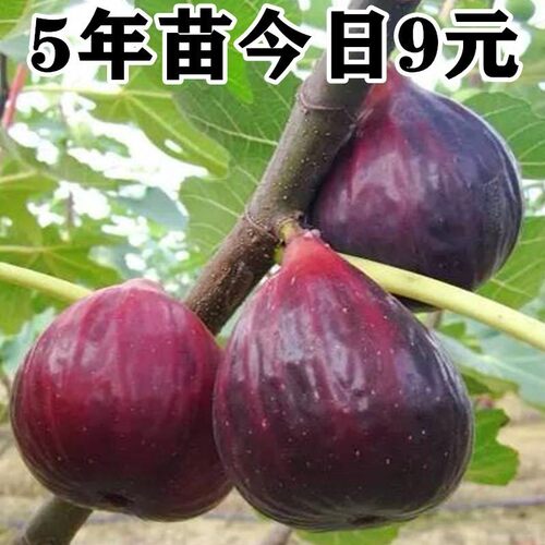 无花果苗特大波姬红南方北方四季阳台盆栽种植水果果树苗当年结果