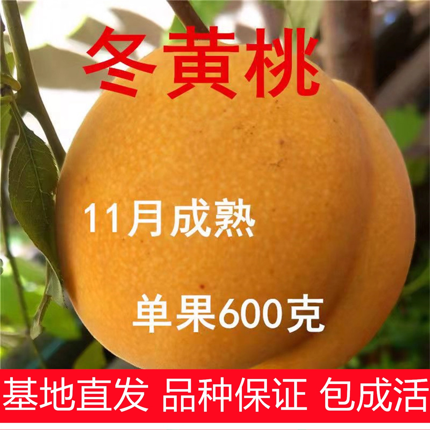 晚熟冬黄桃树苗嫁接锦绣黄桃树苗离核脆甜盆栽地栽南北方桃树果苗