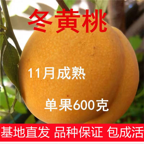 晚熟冬黄桃树苗嫁接锦绣黄桃树苗离核脆甜盆栽地栽南北方桃树果苗
